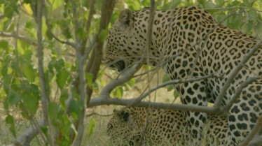 Ep405_OutcastsRising_SavageKingdom_LR_23.JPG