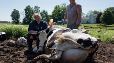 ILoveMoo_IncredibleDrPol_Ep801_03.jpg
