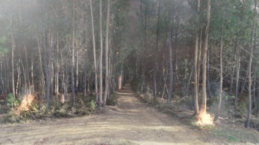 Au cœur du désastre  Feu de l’enfer au Portugal 1.jpg