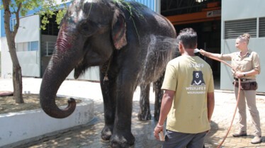 Les secouristes de la jungle  Au secours des éléphants 3.jpg
