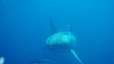 America's Deadliest Sharks 1.JPG