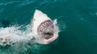 America's Deadliest Sharks 3.jpg