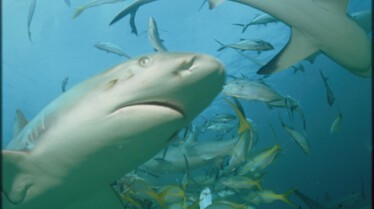 America's Deadliest Sharks 4.jpg