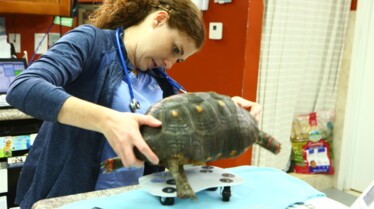 La clinique des animaux exotiques  Wonder Women 1.jpg