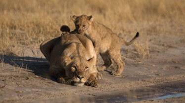 Le royaume sauvage  Manœuvres guerrières  2.jpg
