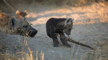 Le royaume sauvage  Manœuvres guerrières  5.jpg