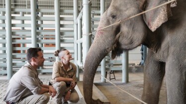 Les secouristes de la jungle  Au secours des éléphants 1.jpg