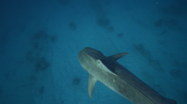 SharksOfTheBermudaTriangle_LR_05.tif