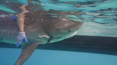 SharksOfTheBermudaTriangle_LR_03.tif