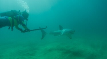 101_SharkVsWhale_22.jpg