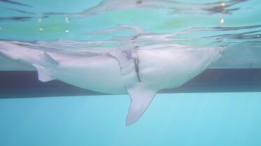 SharksOfTheBermudaTriangle_05.jpg