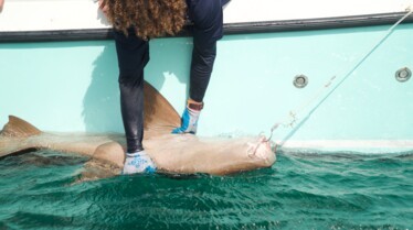 SharksOfTheBermudaTriangle_03.jpeg