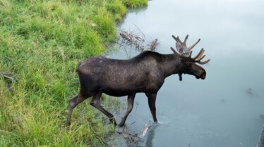 206_WildMooseChase_AlaskaAnimialRescue_009.jpg