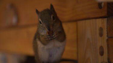 206_WildMooseChase_AlaskaAnimialRescue_017.jpg