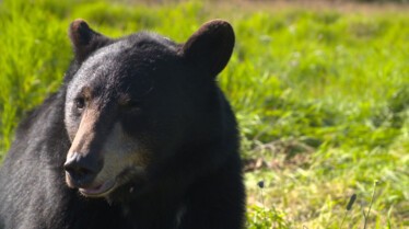 206_WildMooseChase_AlaskaAnimialRescue_020.jpg