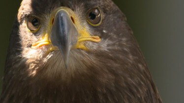 207_AlaskaAnimalRescue_007.jpg