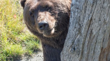 207_AlaskaAnimalRescue_014.jpg