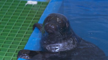 207_AlaskaAnimalRescue_016.jpg
