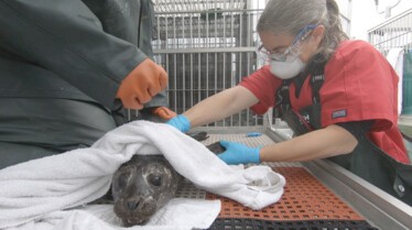 207_BearWitchProject_AlaskaAnimalRescue_LR_02.JPG