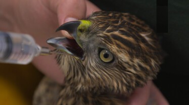208_AlaskaAnimalRescue_002.jpg