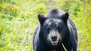 208_AlaskaAnimalRescue_009.jpg