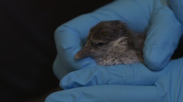202_DuckDuckMoose_AlaskaAnimialRescue_LR_01.jpg