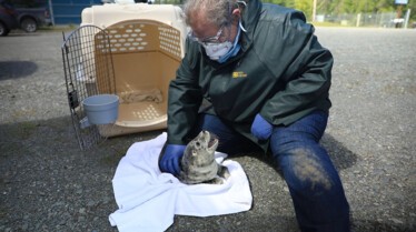 204_ThrillsAndQuills_AlaskaAnimialRescue_011.jpg