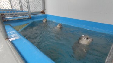 204_ThrillsAndQuills_AlaskaAnimialRescue_012.jpg