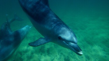 Le royaume des dauphins 5.jpg