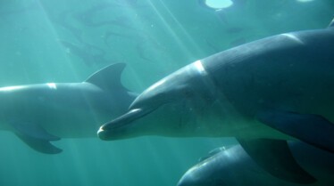 Le royaume des dauphins 7.jpg