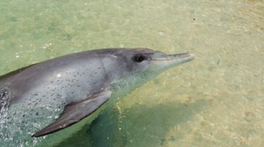 Le royaume des dauphins 8.jpg