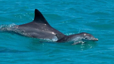 Le royaume des dauphins 9.jpg