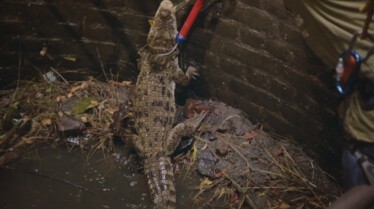 Les secouristes de la jungle  Retour à la maison 3.JPG