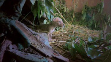 Les secouristes de la jungle  Retour à la maison 5.JPG