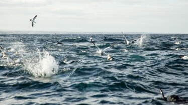 Requin vs Baleine 1.jpg
