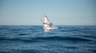 Requin vs Baleine 2.jpg
