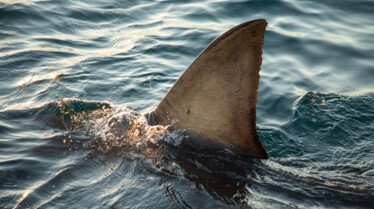 Requin vs Baleine 3.jpg