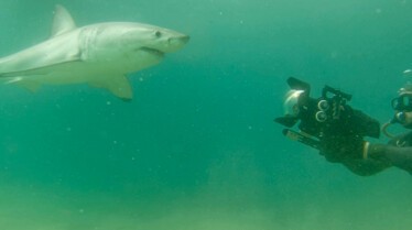 Requin vs Baleine 4.jpg