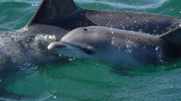 Le royaume des dauphins 1.jpg