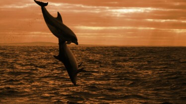 Le royaume des dauphins 2.jpg