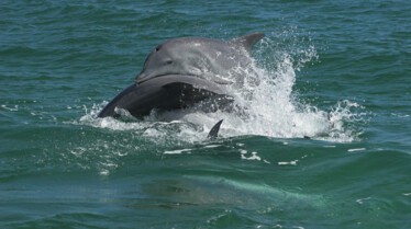 Le royaume des dauphins 3.jpg