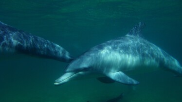 Le royaume des dauphins 4.jpg