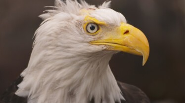 SOS Animaux Alaska  Amis pour la vie 4.jpg