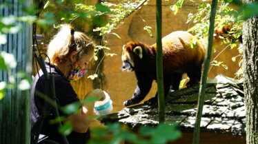 Au cœur du zoo  Le roi de la jungle 1.jpg