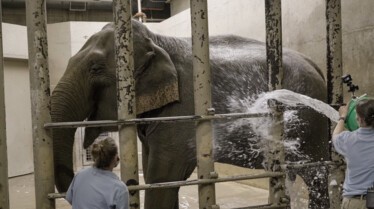 Au cœur du zoo  Le roi de la jungle 3.jpg