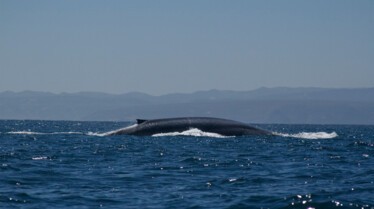 Le royaume de la baleine bleue 1.JPG