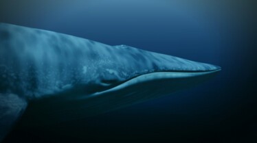 Le royaume de la baleine bleue 2.JPG
