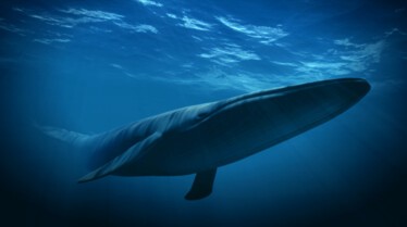Le royaume de la baleine bleue 4.JPG