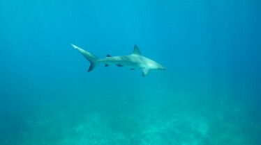 Requins du triangle des Bermudes 3.jpg