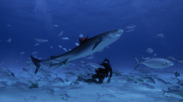 Le temps des requins 6.png